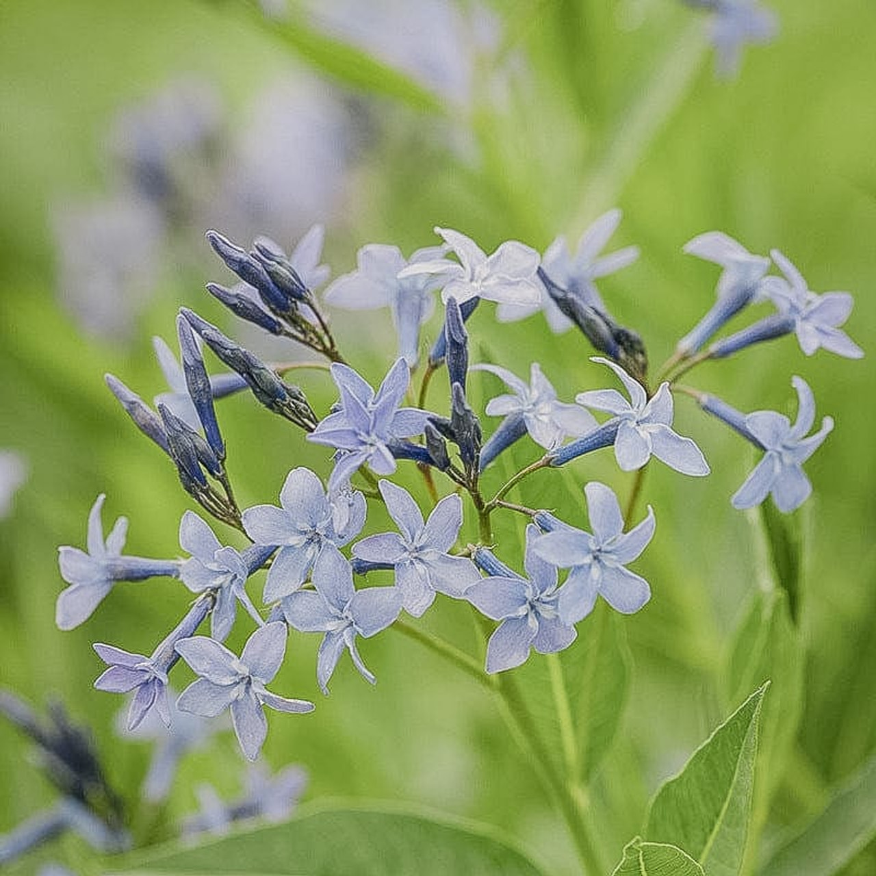 Amsonia Blue Ice, Loukykvět