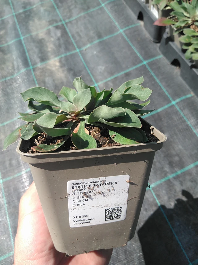 Limonium tataricum - 24. 6. 2025