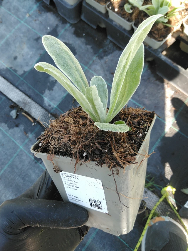 Lychnis - 19. 8. 2025