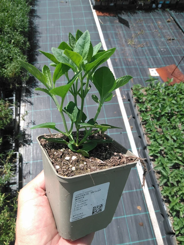 Tädyke Skyler White - 24. 6. 2025