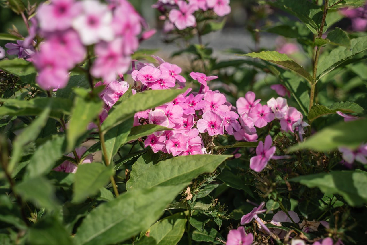 Leimu Minnehaha, Loukykvět