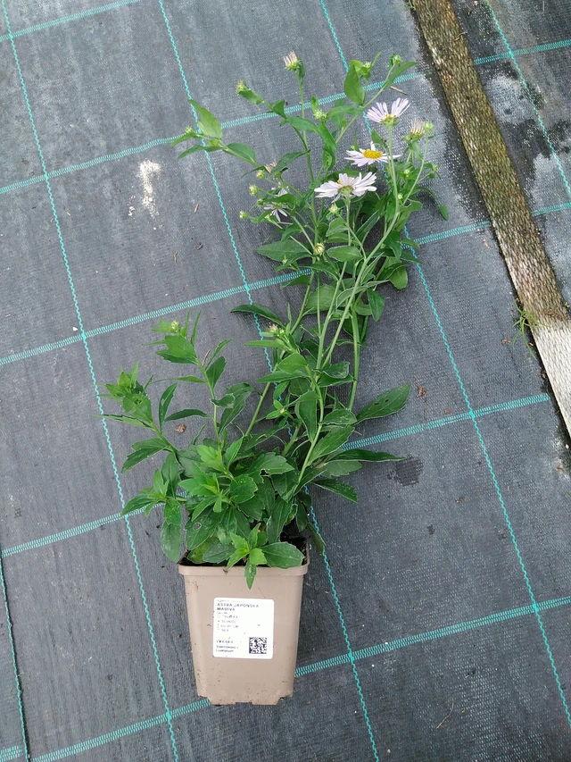 Kiinaasteri Madiva - 10. 9. 2025