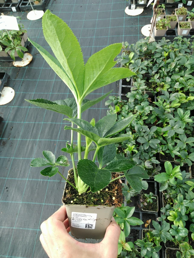 Jouluruusu Pretty Ellen Purple - 28. 7. 2025