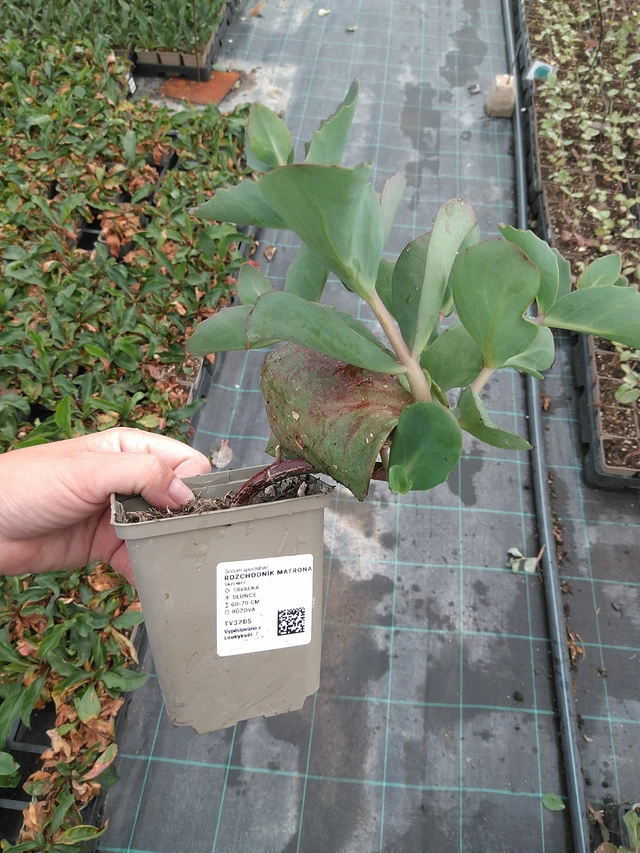 Sedum Matrona - 11. 7. 2025