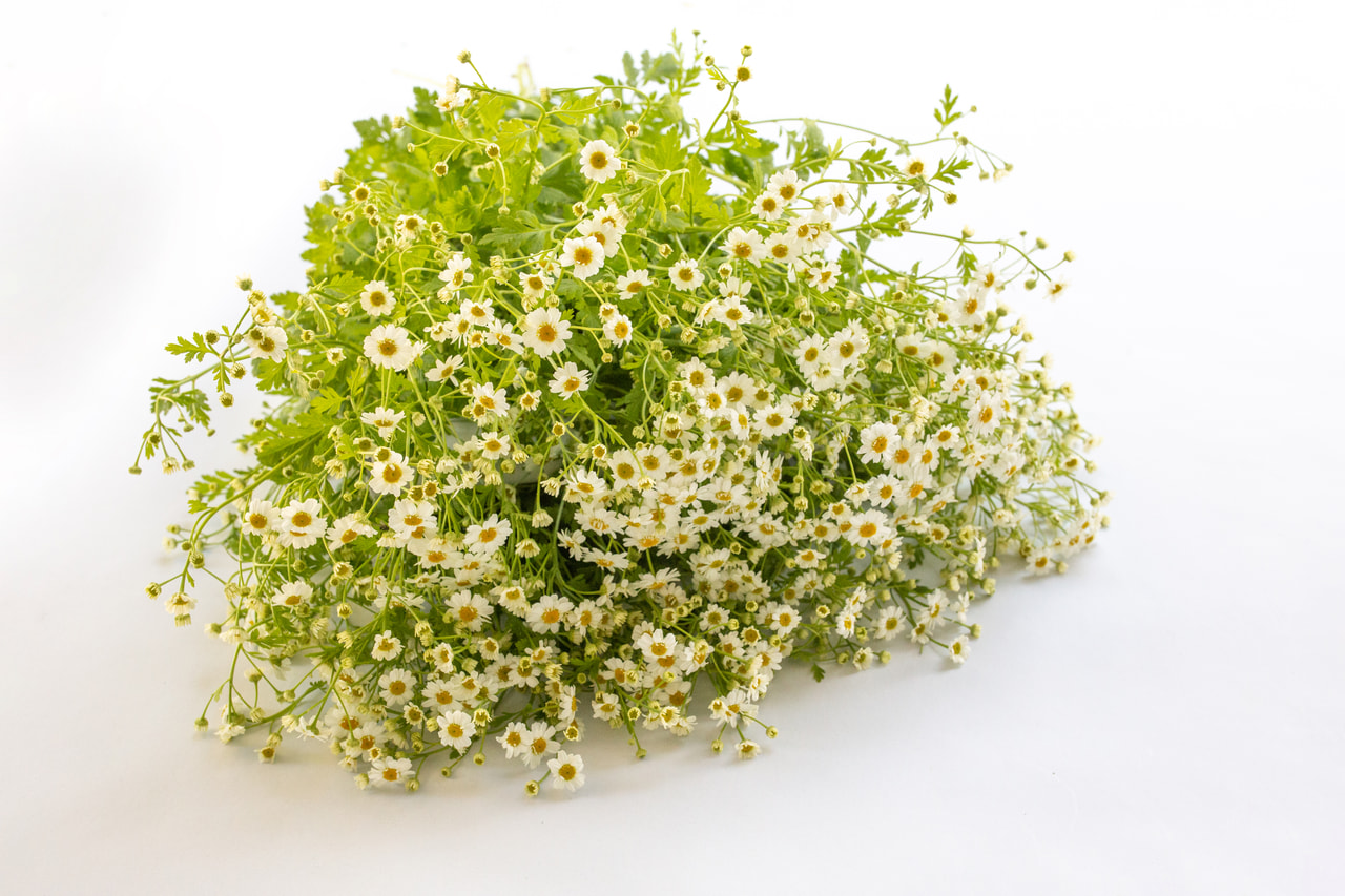 Reunuspietaryrtti Campagne, Loukykvět