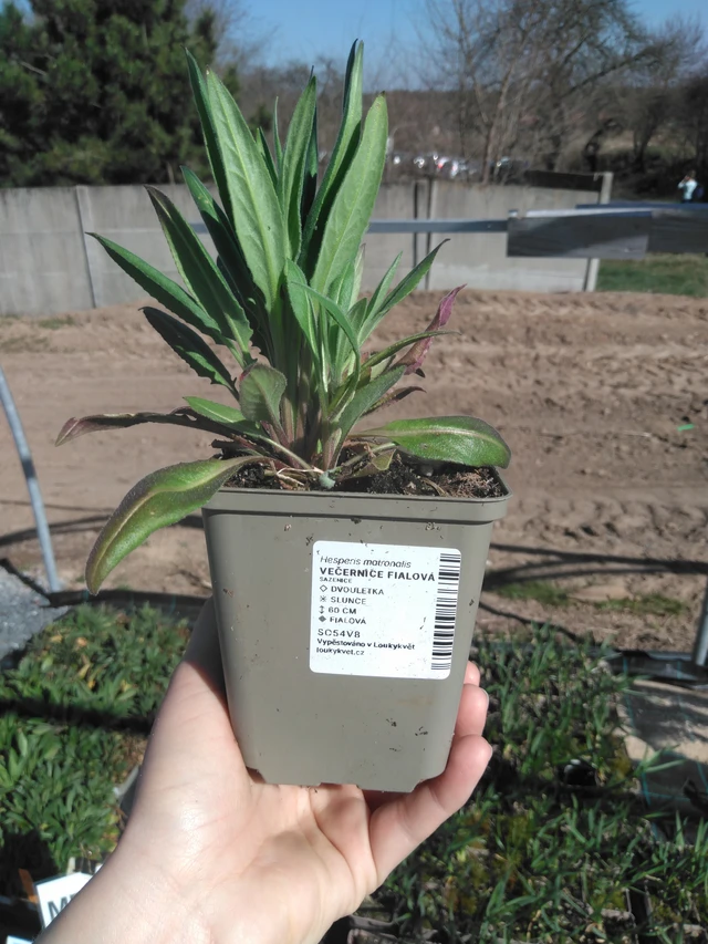 Illakko violetti - 3. 4. 2025