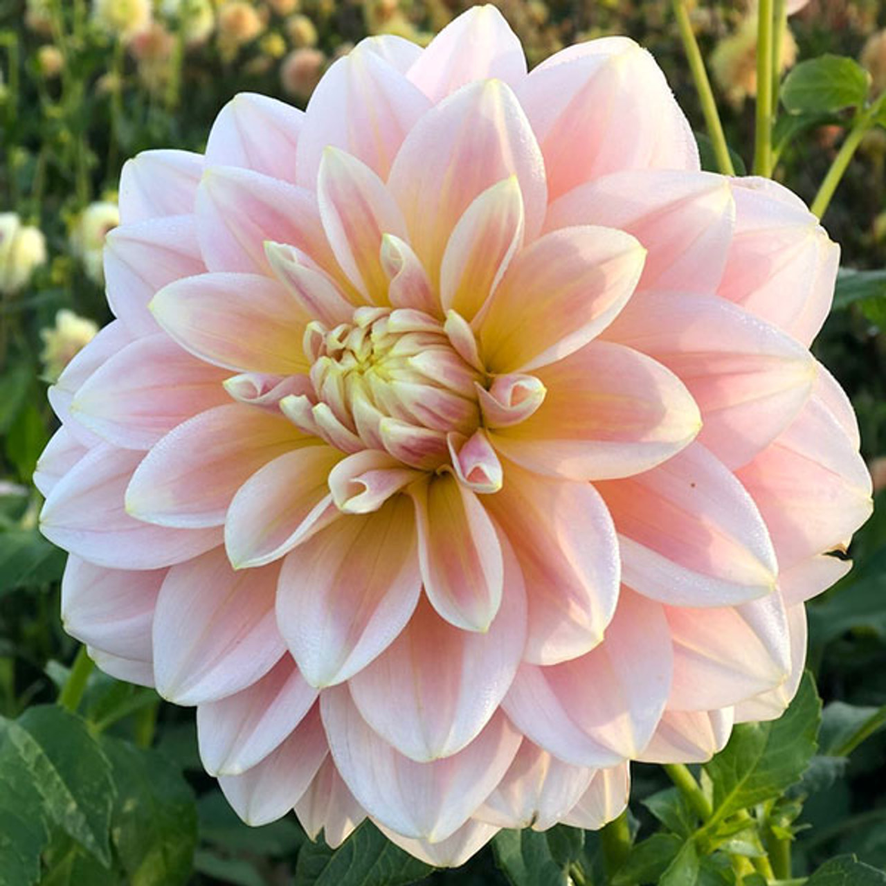 Dalia Sheer Heaven, Loukykvět