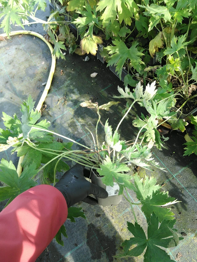 Jaloritarinkannus Magic Fountains Pure White - 31. 10. 2025