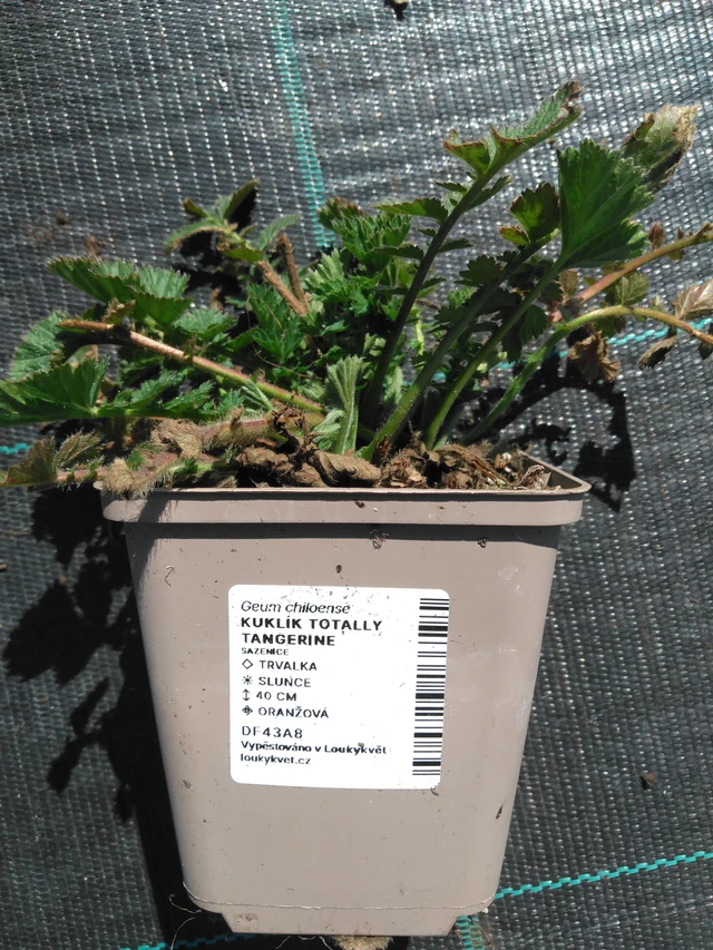 Kellukka Totally Tangerine - 3. 4. 2025