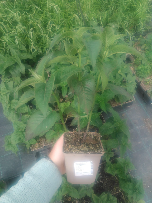 Väriminttu Pink Suprême - 2024