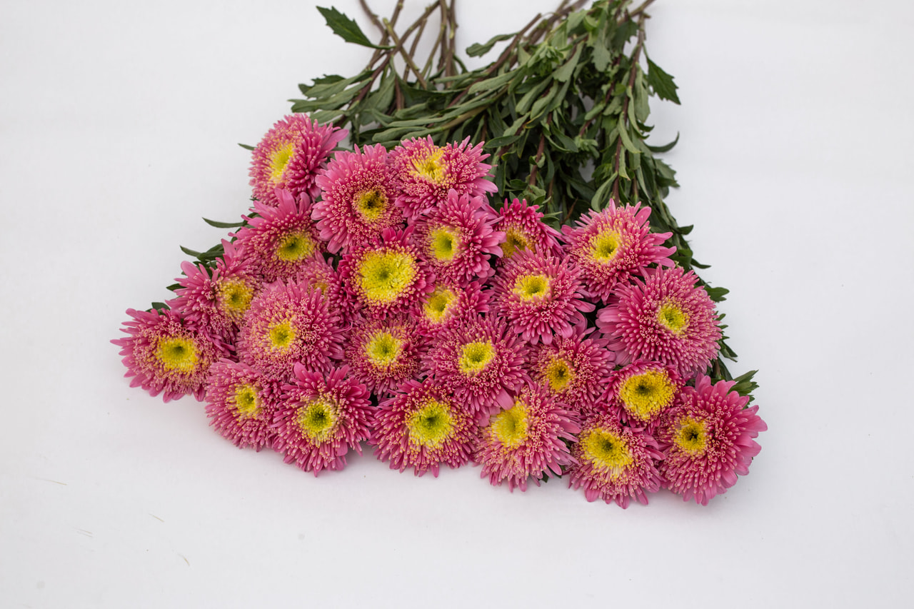 China aster Benary’s Princess Salmon, Loukykvět