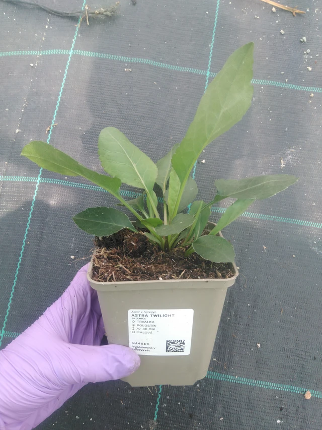 Asteri Twilight - 10. 7. 2025