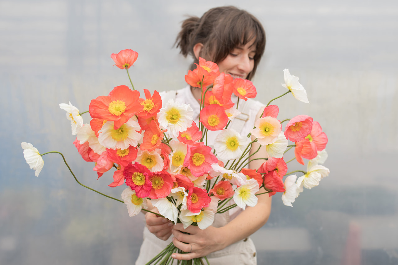 Amapola Champagne Bubbles Delicate Mix, Loukykvět