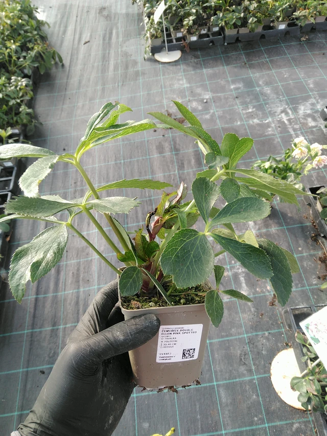 Jouluruusu Double Ellen Pink Spotted - 31. 10. 2025