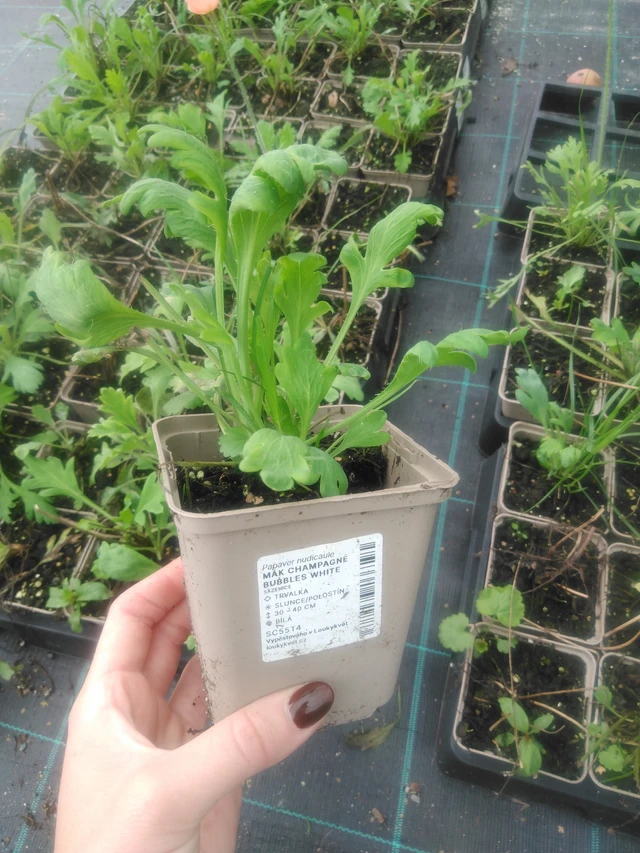 Unikko Champagne Bubbles White - 2024