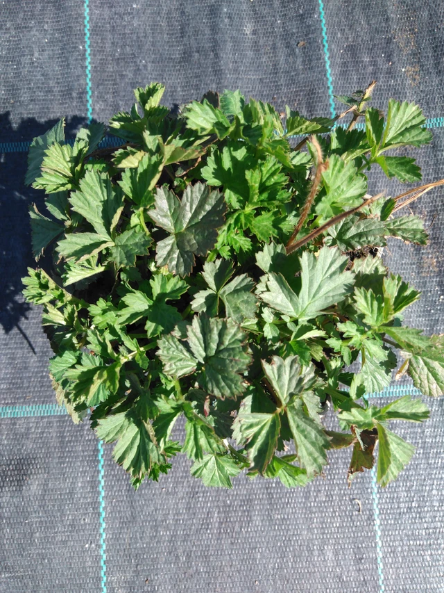 Ojakellukka - 3. 4. 2025