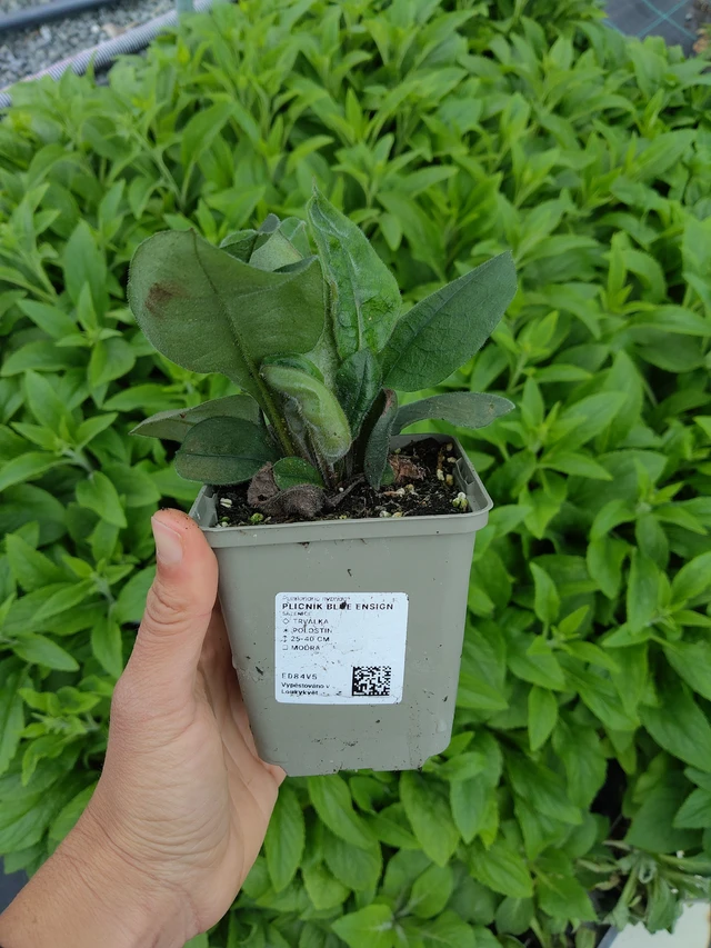 Plicník Blue Ensign - 11. 6. 2026