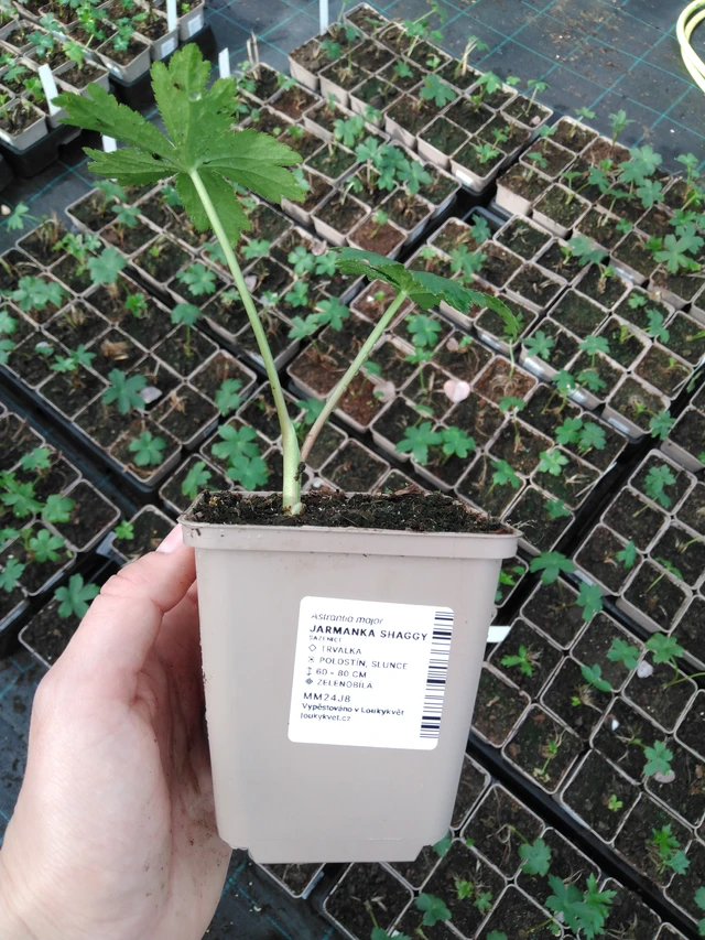 Tähtiputki Shaggy - 2024