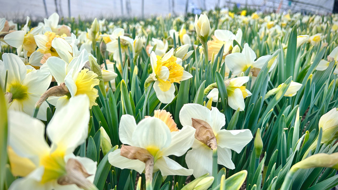 Narciso Mix, Loukykvět