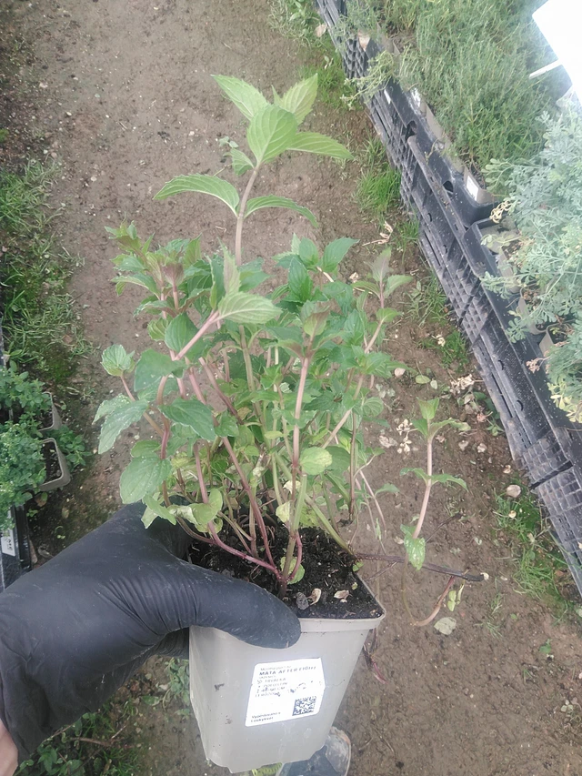 Menta After Eight - 10. 9. 2025