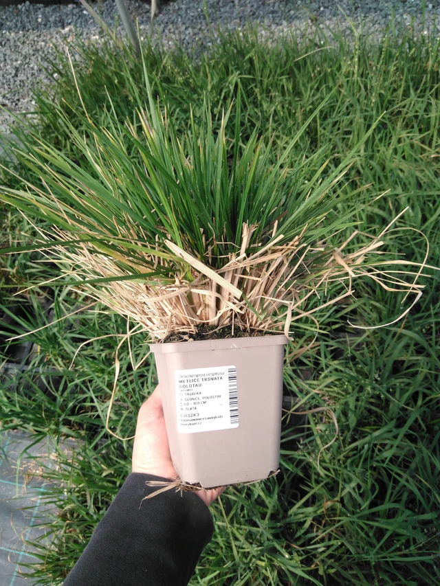 Deschampsia cespitosa Goldtau - 13. 5. 2025