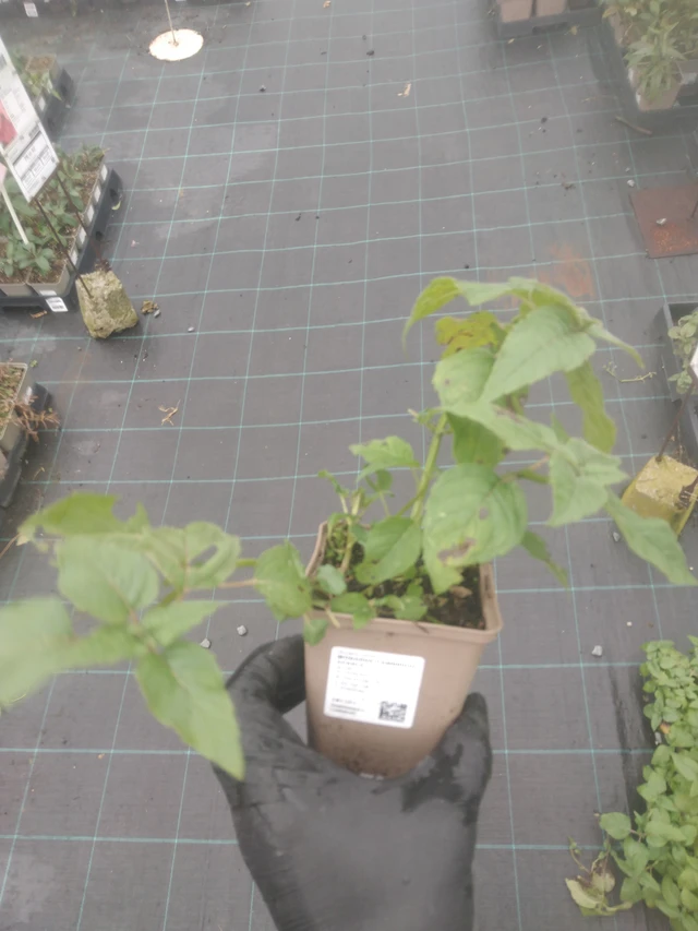 Väriminttu Cambridge Scarlet - 23. 10. 2025