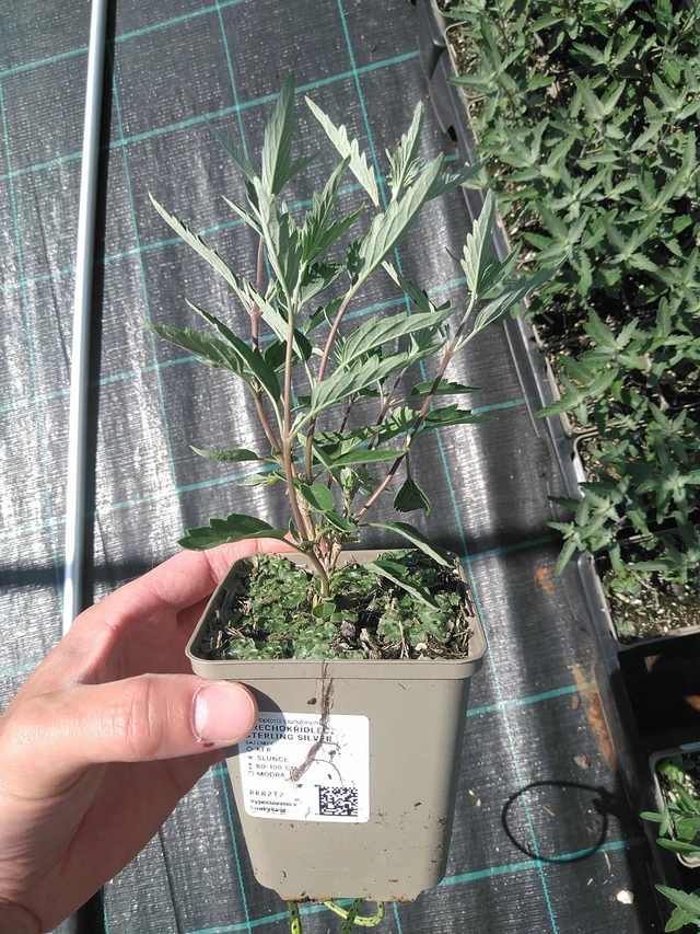 Caryopteris Sterling Silver - 24. 6. 2025