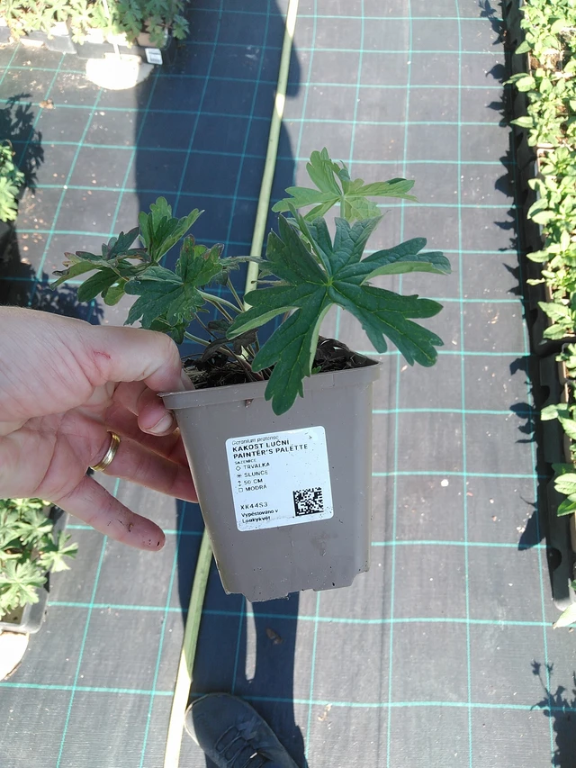 Kyläkurjenpolvi Painter’s Palette - 19. 8. 2025