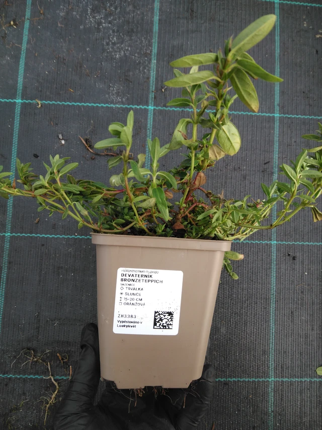 Päivännouto Bronzeteppich - 1. 4. 2026