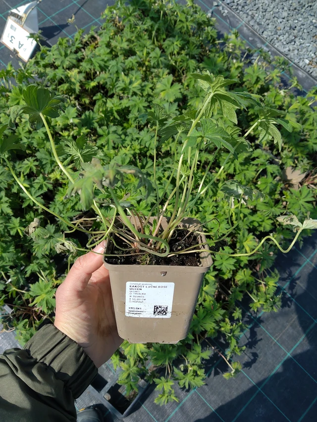 Géranium des prés Rose Queen - 13. 5. 2026