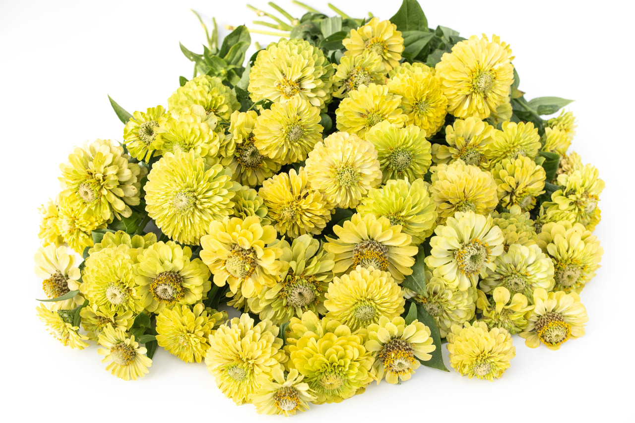 Tsinnia Queen Lime, Loukykvět