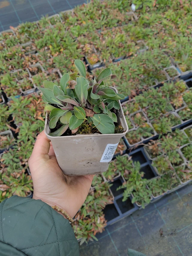 Limonium tataricum - 21. 4. 2026