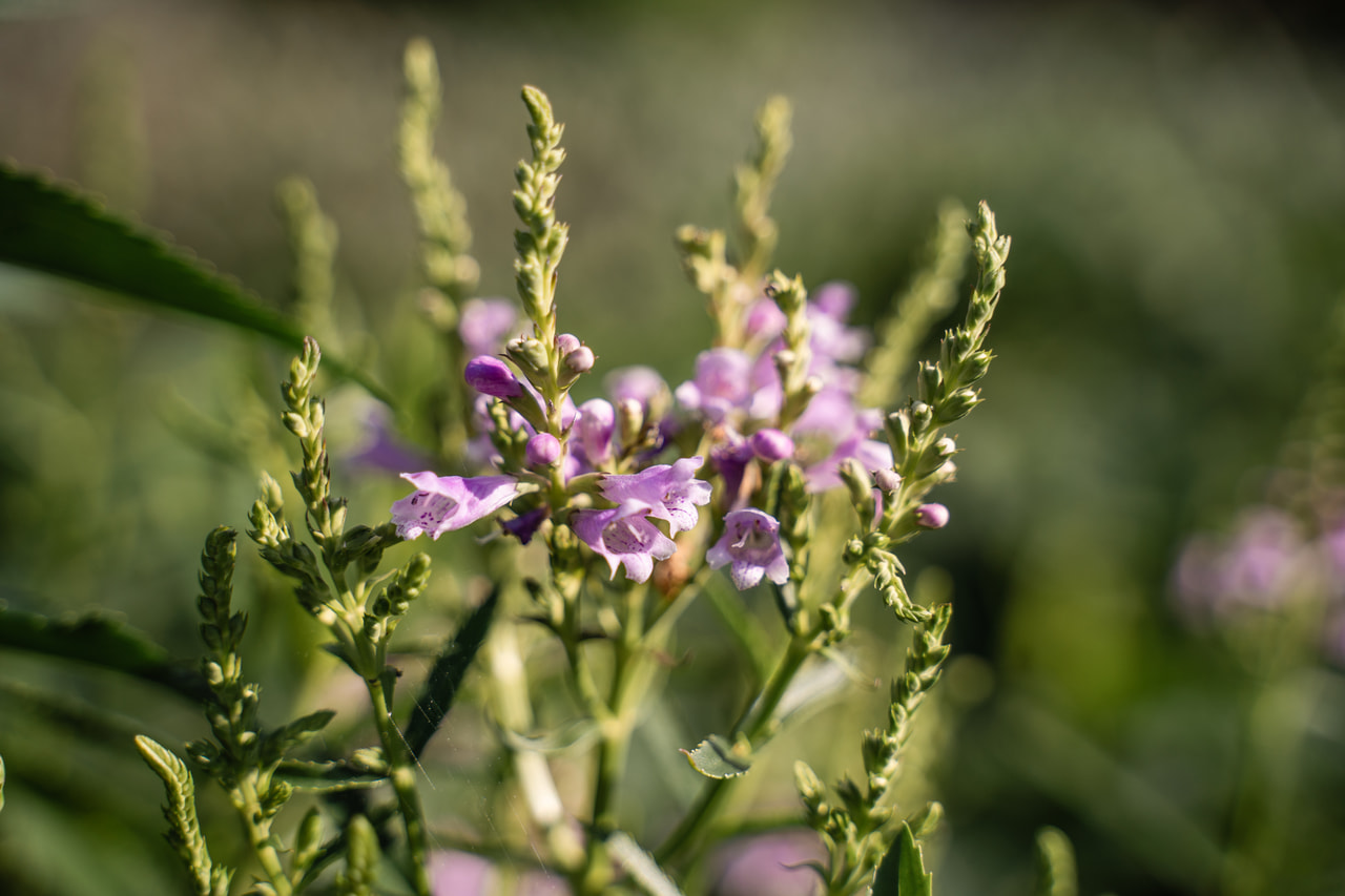 Kellopeippi Rosea, Loukykvět
