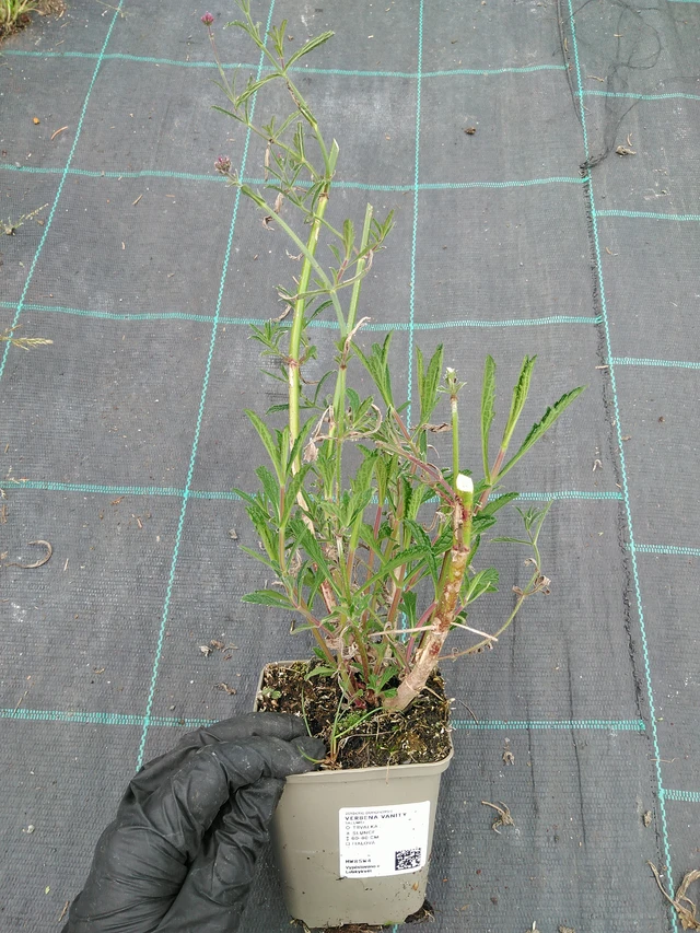 Verbena Vanity - 10. 9. 2025