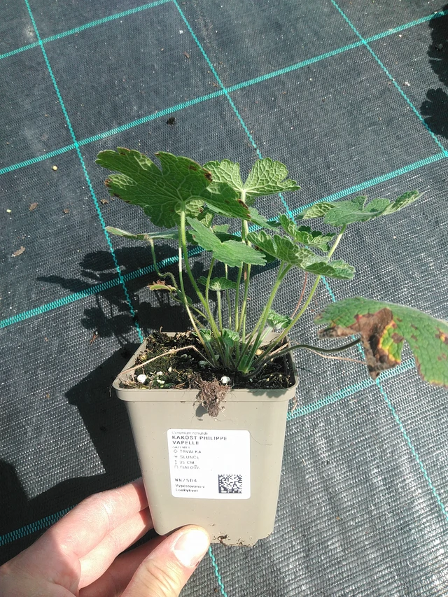 Kurjenpolvi Philippe Vapelle - 24. 6. 2025