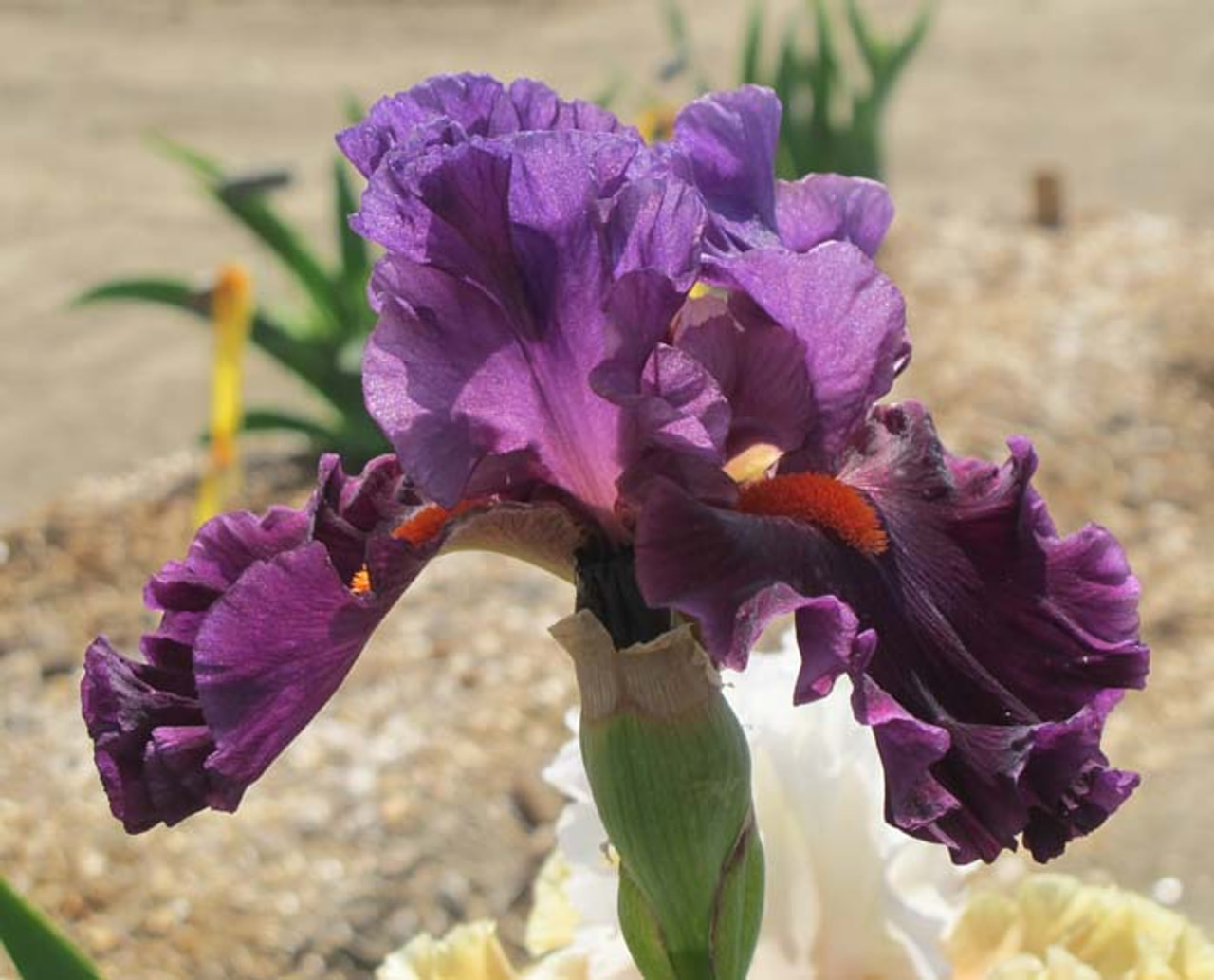 Kurjenmiekka Sharp Dressed Man, Loukykvět