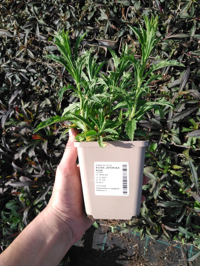 Tiukuasteri Alba - 2024