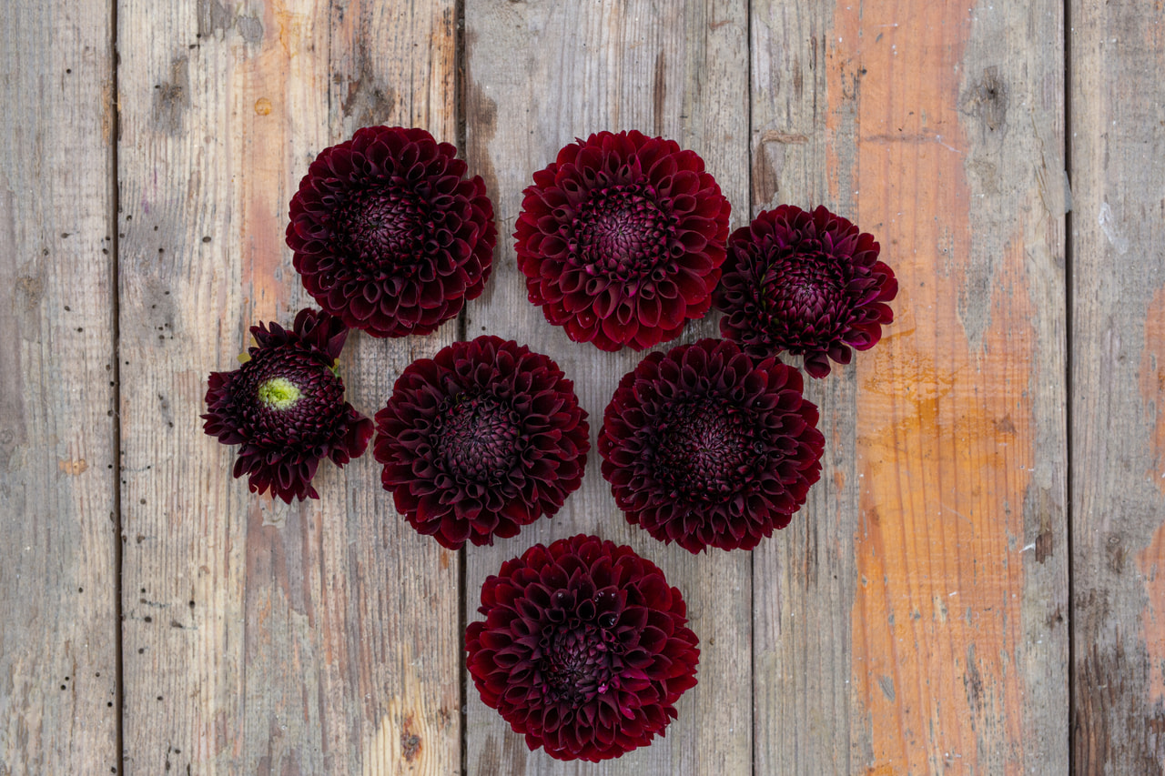 Daalia Jowey Mirella, Loukykvět