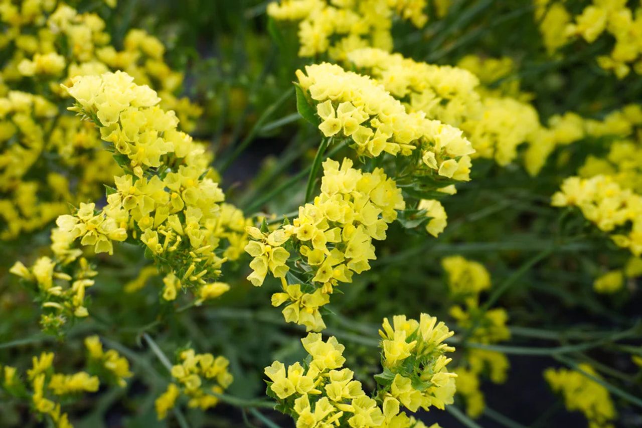 Statice bonduelli, Loukykvět