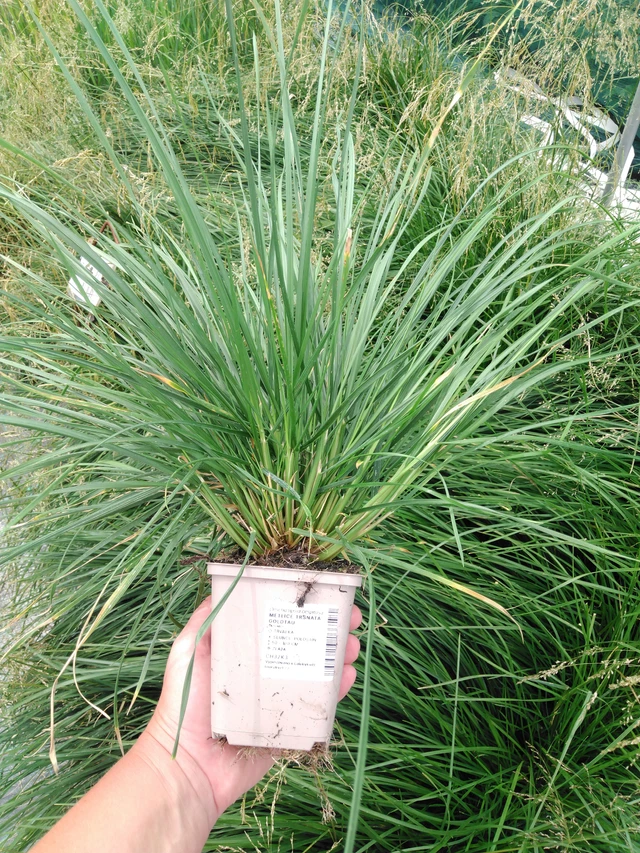 Deschampsia cespitosa Goldtau - 2024