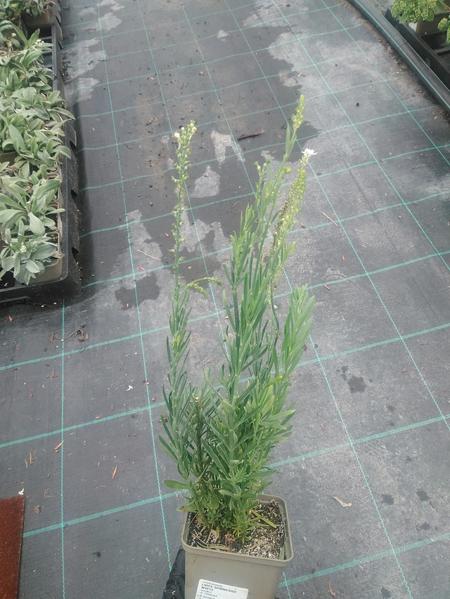 Linaria Springside White - 10. 9. 2025