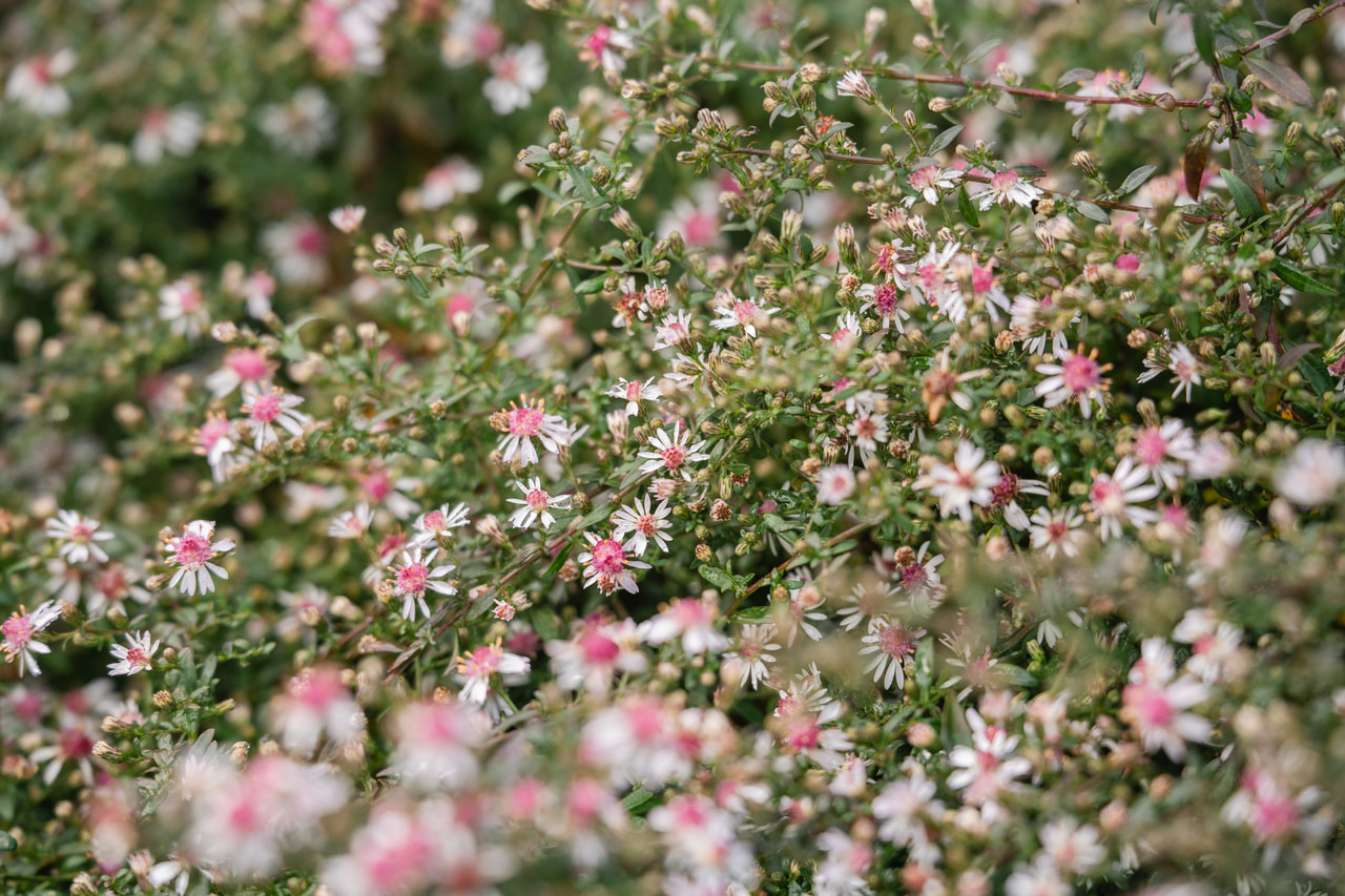 Asteri Lady in Black, Loukykvět