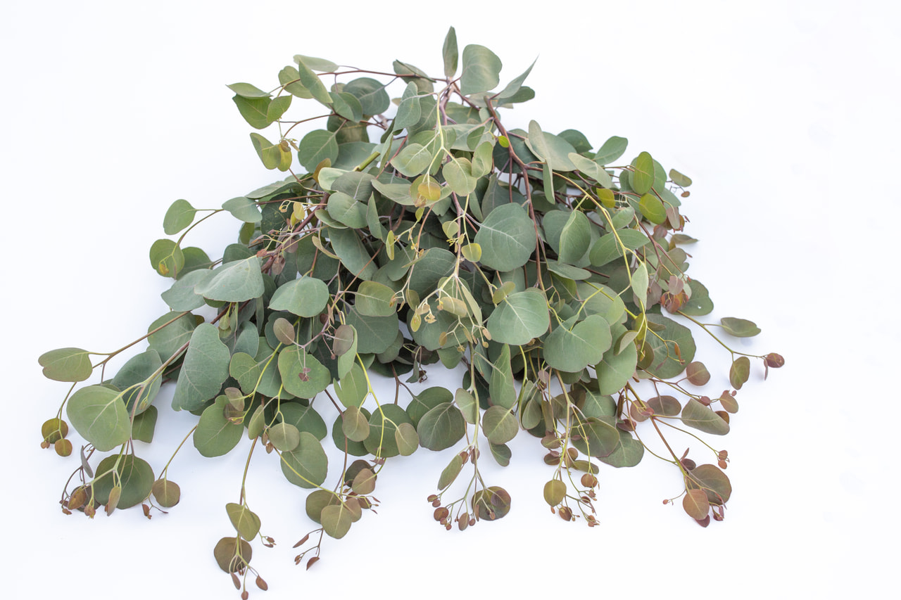 Eucalyptus Polyanthemos, Loukykvět