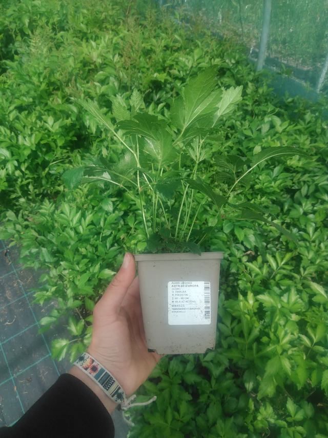 Jaloangervo Europa - 2024