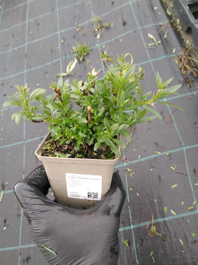 Hisopo Albus - 23. 10. 2025