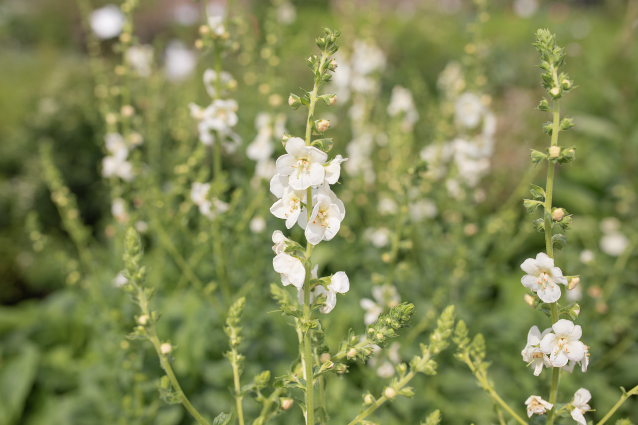 Verbascum White Domino, Loukykvět