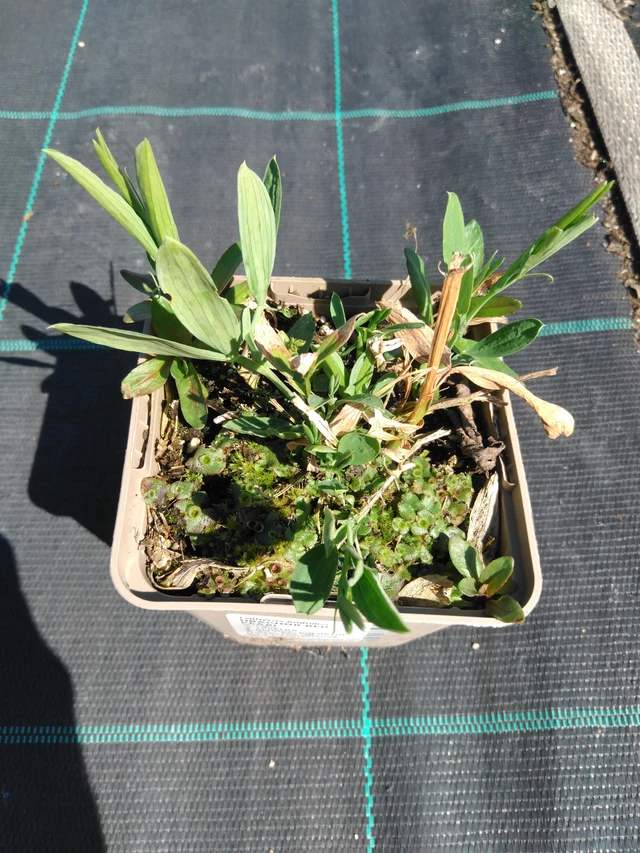 Tuoksuherne Red Pearl - 3. 4. 2025