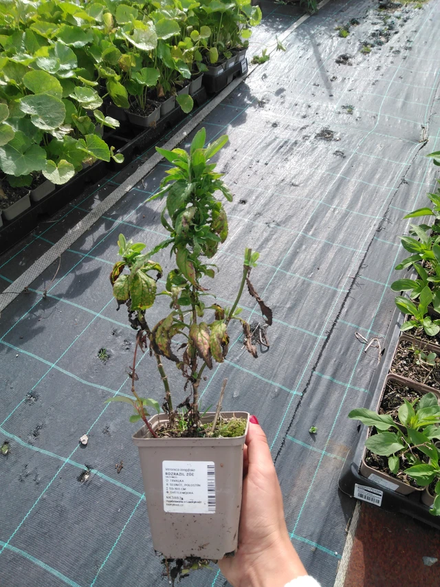 Tädyke Zöe - 11. 9. 2025