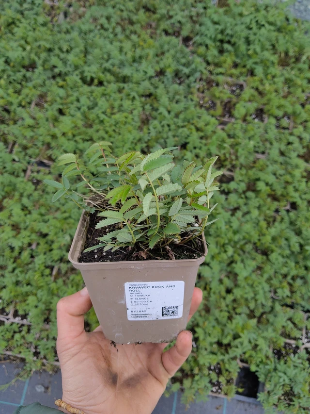 Luppio Rock and Roll - 21. 4. 2026