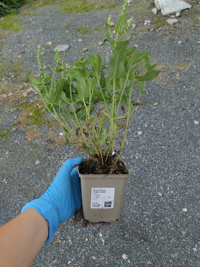 Salvia nemorosa Adrian - 10. 9. 2025